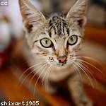 Cedrick Hegmann Profile Picture
